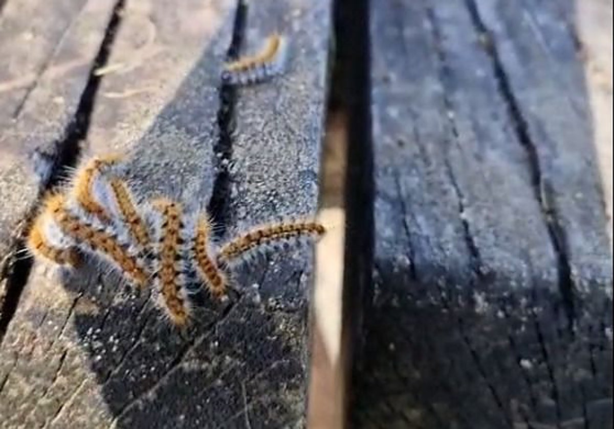 Orugas procesionarias en uno de los merenderos del parque de La Corchuela