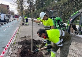 Plantan cuarenta  árboles en la avenida de la Borbolla de Sevilla tras una década sin nueva vegetación