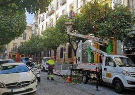 El Ayuntamiento de Sevilla asegura que la recogida de naranjas supera el 30 por ciento pese a la lluvia