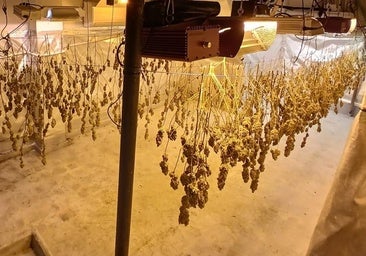 Imagen de archivo de una plantación de marihuana desmantelada