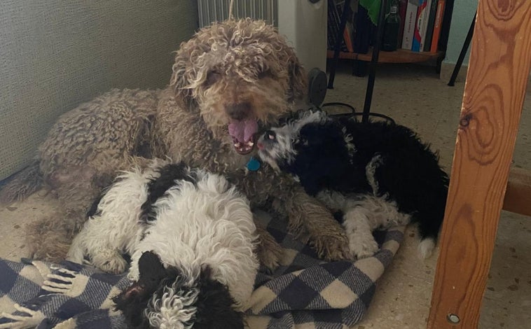 Imagen principal - Arriba, cuidando de otros cachorros, uno de ellos, el blanco y negro es «Pájaro», su relevo. Sogre estas líneas, descansando junto a su amo en una misión de rescate. A la derecha, en una imagen en solitario