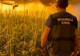 Intervienen armas y 1.200 plantas de marihuana en tres operaciones en varios pueblos de Sevilla