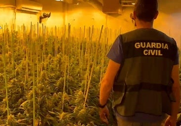 Intervienen armas y 1.200 plantas de marihuana en tres operaciones en varios pueblos de Sevilla