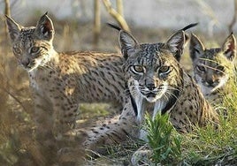 Vacceo y Varilla, los dos nuevos ejemplares de lince ibérico que viven en Sierra Morena