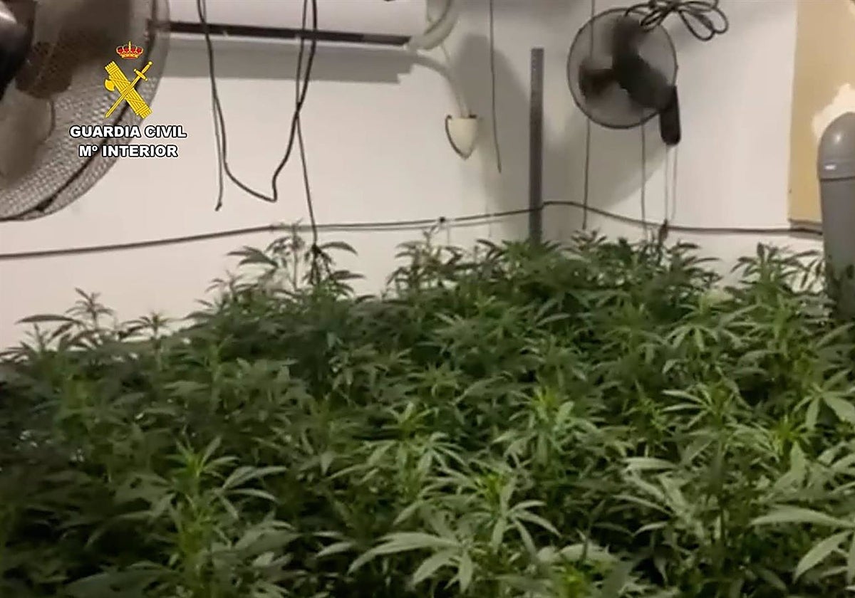 Plantación indoor incautada en Lebrija