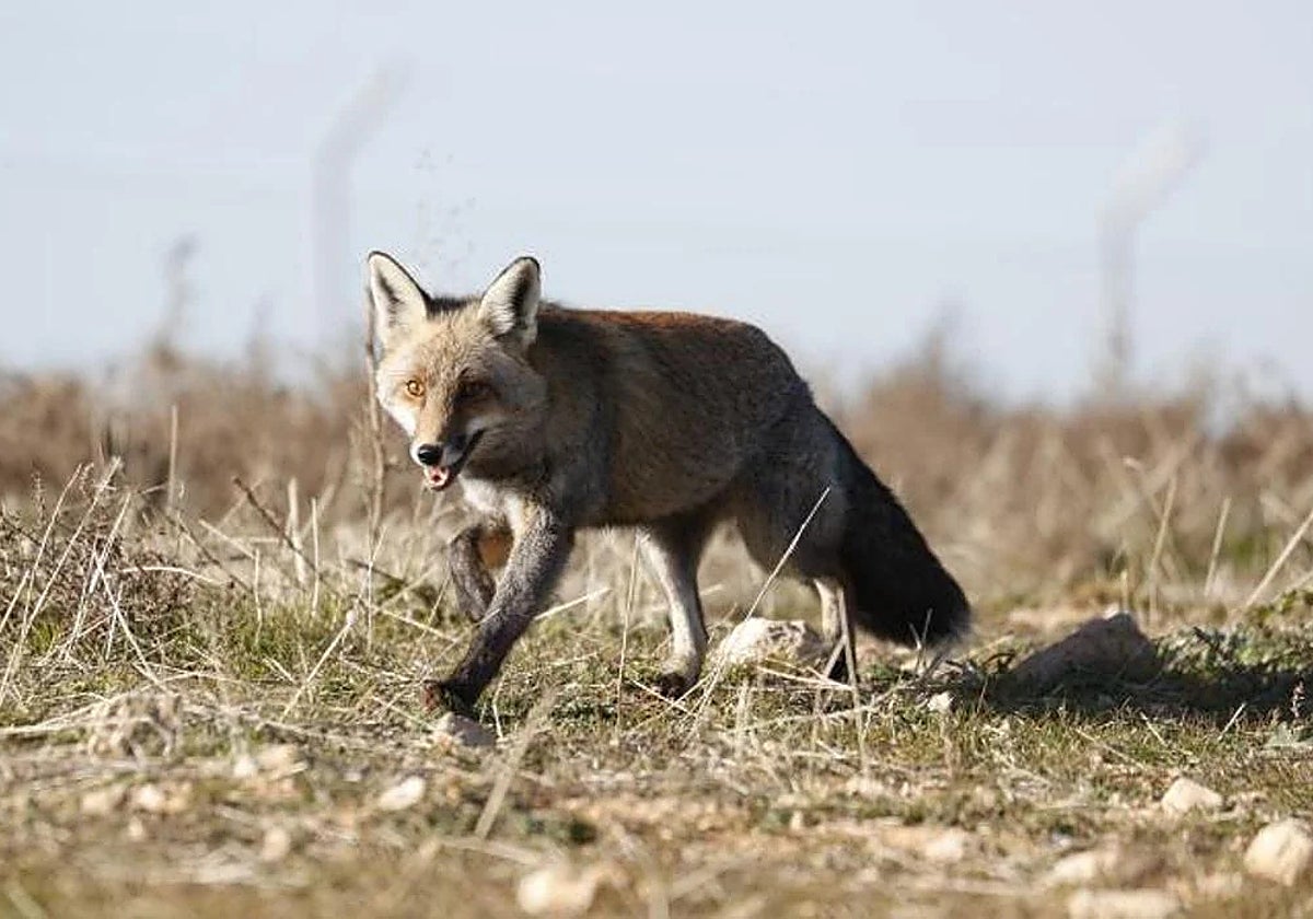 Los zorros presentaban síntomas de haber sido capturados con lazos