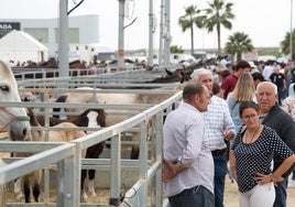 Tradición y sabor se dan la mano en la XXIX Feria Agroganadera y de la Gastronomía de Los Palacios