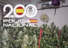 Desmanteladas cinco plantaciones de marihuana en Su Eminencia