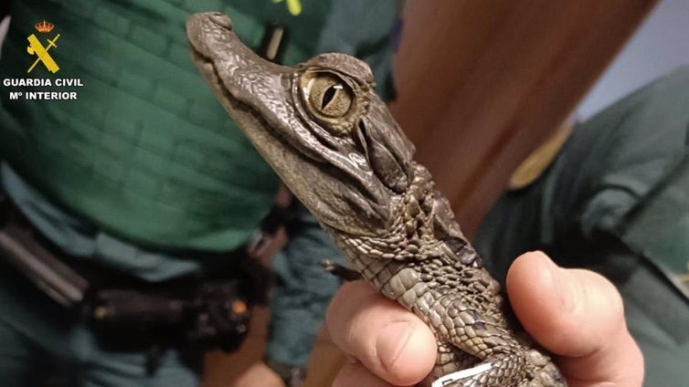 Cae una banda que vendía drogas en la Sierra Norte y que tenía un caimán exótico como mascota