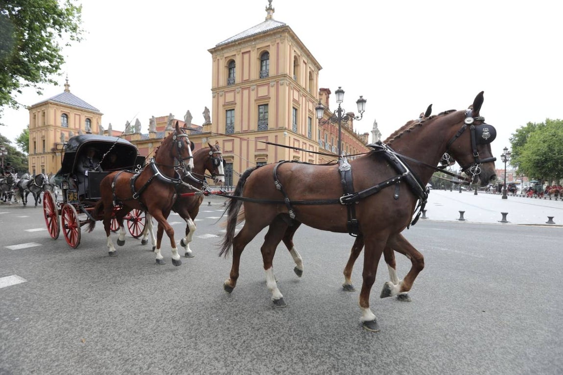 Paseo de los enganches por El Prado, San Telmo y la Plaza de España