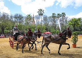 El Ayuntamiento facilitará matrículas de acceso a la Feria a los carruajes que participen en la Exhibición de Enganches