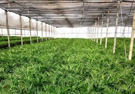 Las bacterias que atacan plantas cooperan como enjambres para eludir sus defensas