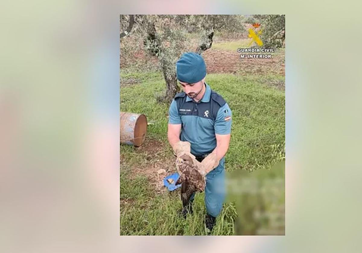 Imagen del rescate del águila perdicera liberada en El Pedroso