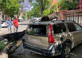 El árbol ha caído sobre varios coches aparcados en la calle Juan Pablos
