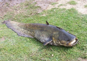 Qué es el siluro, el pez invasor que preocupa en el Guadalquivir: de qué se alimenta y por qué es una amenaza