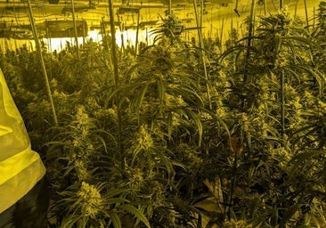 Detienen a dos personas en Bormujos por una plantación de marihuana en su vivienda