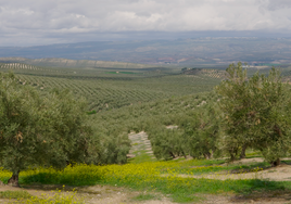 PepsiCo se mete en el olivar jiennense para transformar el campo andaluz