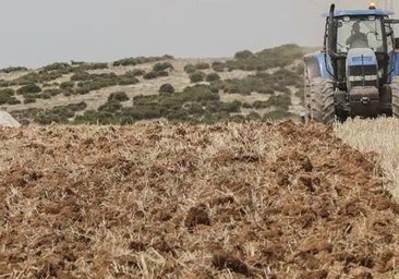 El sector olivarero exige un fondo europeo específico en la futura PAC