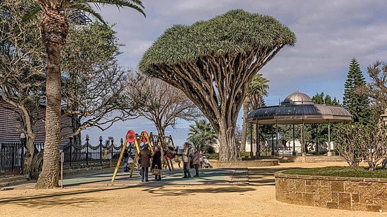 Drago Centenario del Parque Genovés en Cádiz. La mitología sitúa el nacimiento del primer drago en el lugar donde Hércules abatió a su enemigo, el gigante Gerión