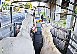 Detenido un fugado de la justicia en Castilleja de la Cuesta cuando viajaba en un vehículo que transportaba caballos