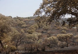 El Infoca da por controlado el incendio de Burguillos