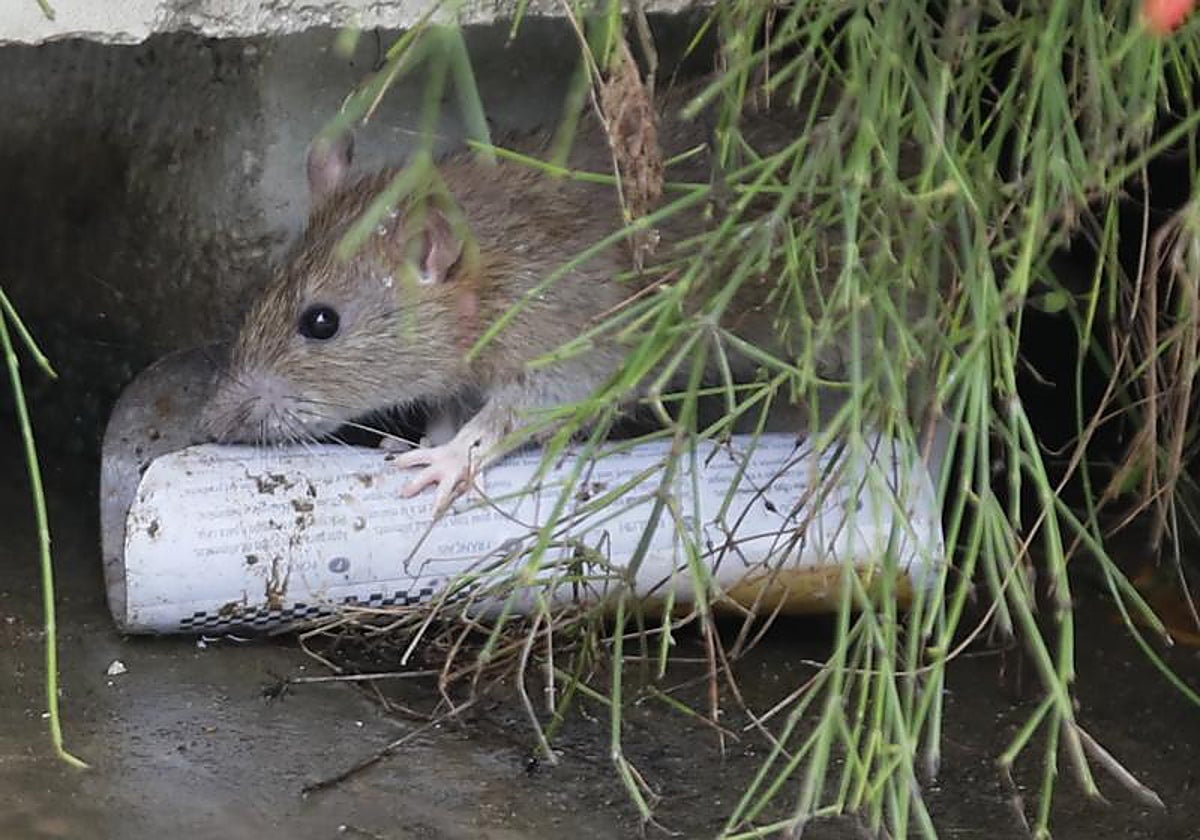 PSOE y PP se están enfrentando por el problema de las ratas en Sevilla