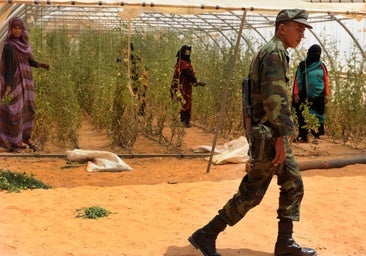 Un militar del Frente Polisario camina por el campamento de Tinduf, a donde viajó por última vez Safia