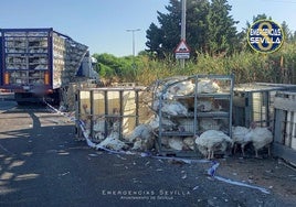 Vuelca la carga de un camión lleno de pavos en la SE-20 causando el corte del tráfico