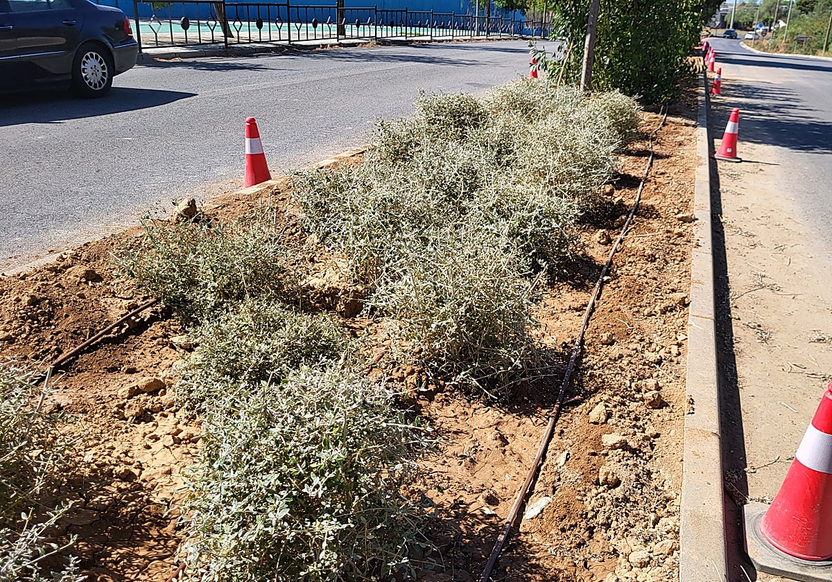 Una muestra del reajardnimiento de la mediana de la avenida de Ucrania