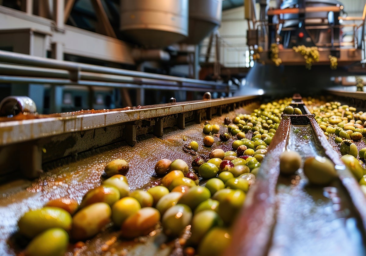 La aceituna de mesa es uno de los productos que corre más peligro si se sumara este arancel al que ya existía previamente