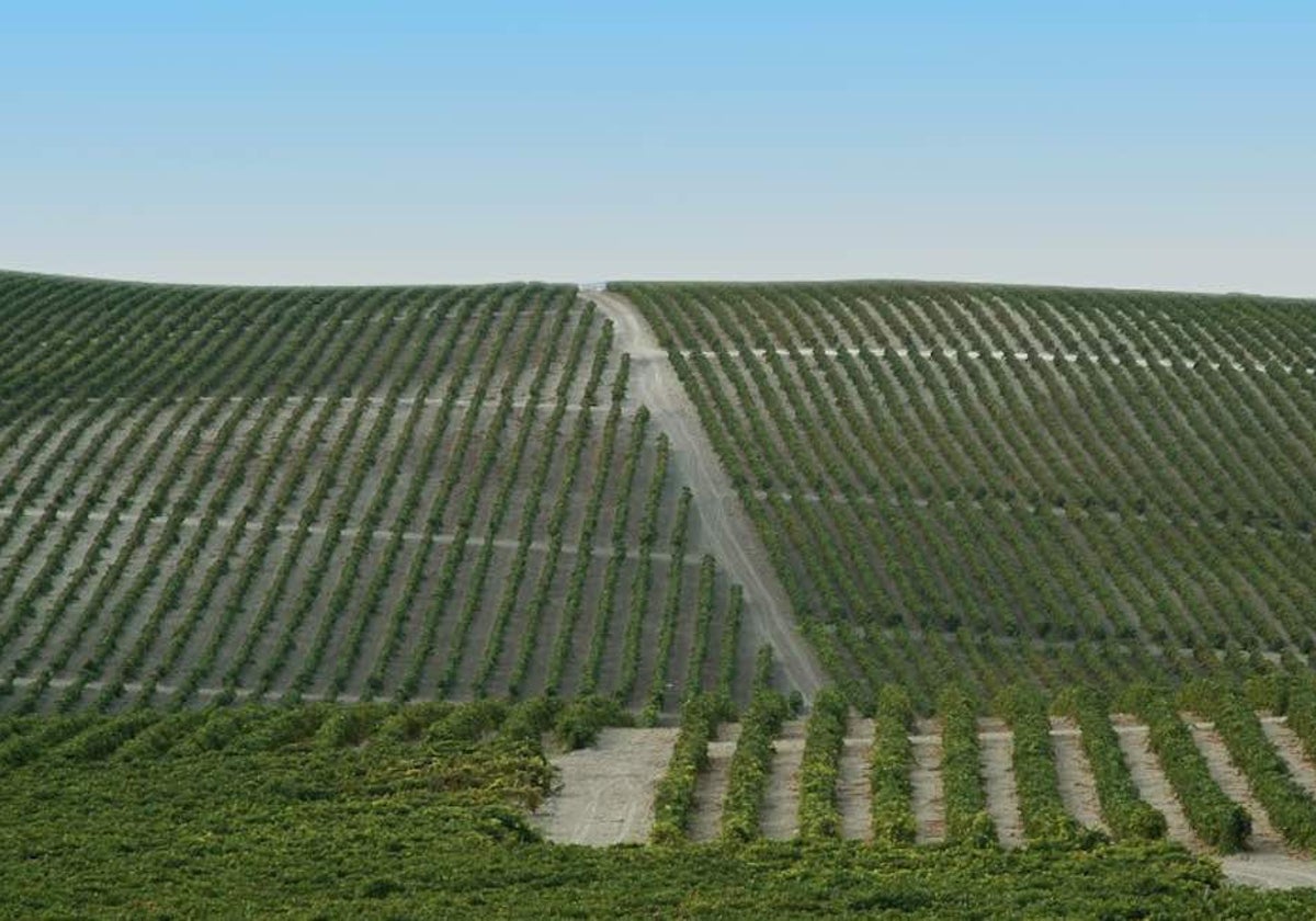 Viñas de González Byass