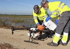 La prevención del virus del Nilo en Sevilla funciona a la espera del mes de agosto