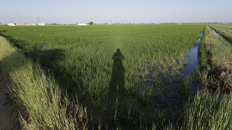La Diputación de Sevilla reforzará la fumigación aérea contra mosquitos en 567 parcelas de arroz