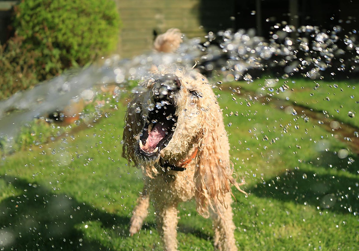 Imagen de archivo de un perro refrescándose en verano por el calor
