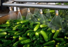 Las exportaciones hortofrutícolas crecen un 11% en Andalucía entre enero y mayo de 2025