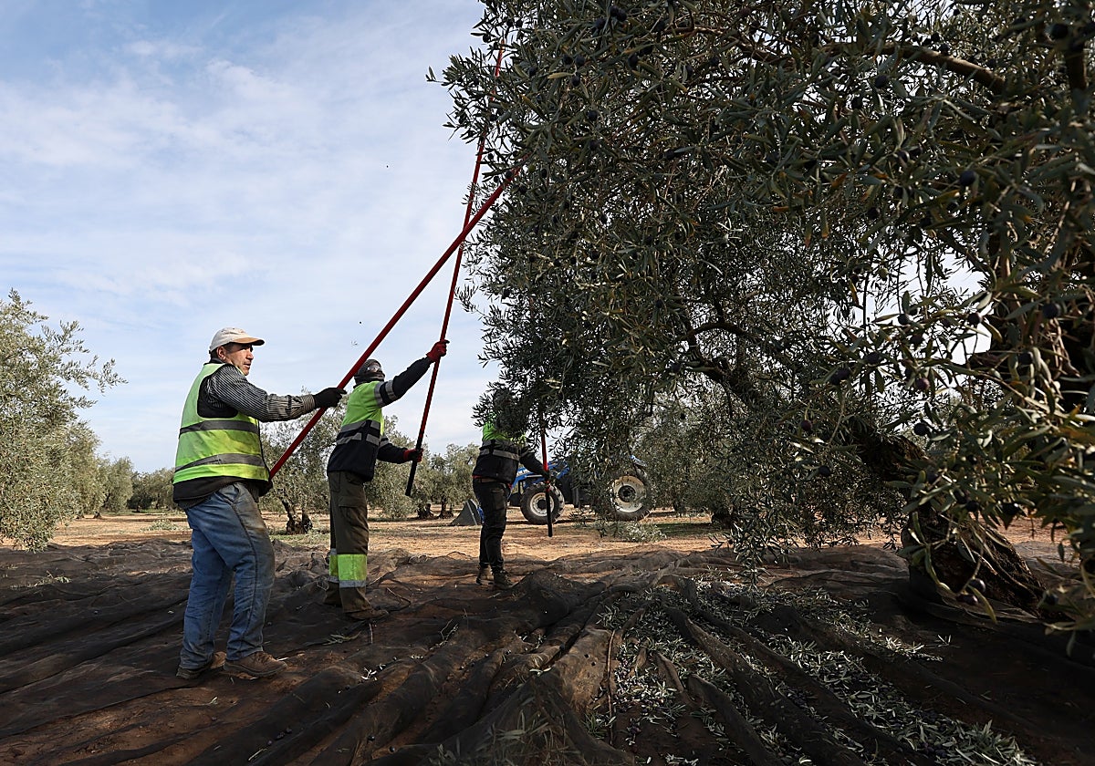 Varios trabajadores en la campaña de la aceituna en Córdoba