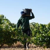 La última ola de calor y los hongos reducen en un 40% la vendimia del Marco de Jerez