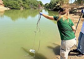 Los 25 trabajadores del Tamarguillo que han estado en contacto con aves con gripe aviar no presentan de momento contagios