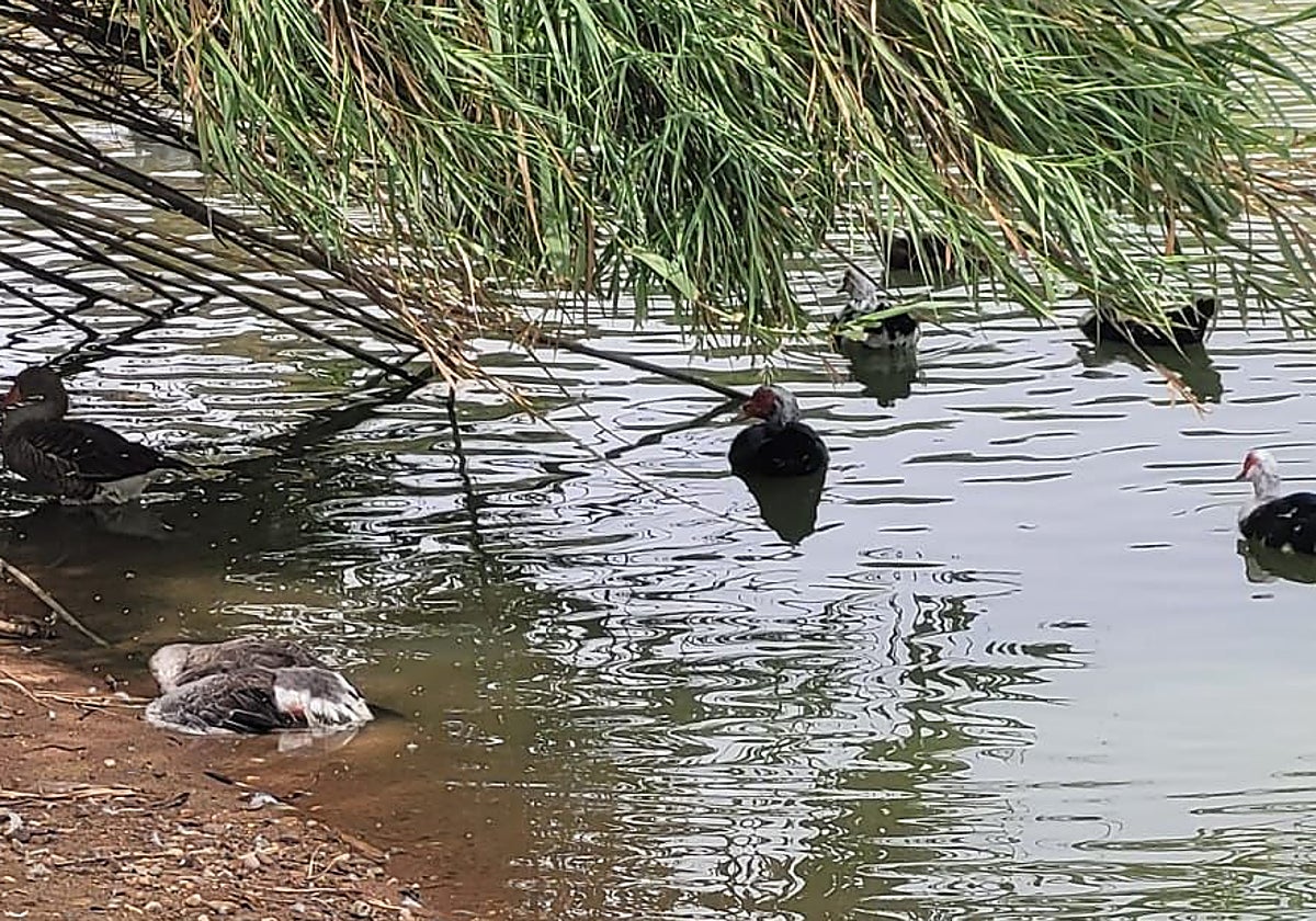 Algunos de los gansos hallados sin vida en la laguna del parque del Tamarguillo de Sevilla