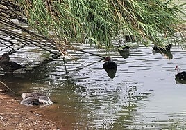 El PSOE de Sevilla cambia de estrategia y pide ahora que Sanz cierre todos los parques por gripe aviar