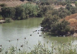 Los análisis del brote de gripe aviar en Sevilla confirman que tiene una virulencia «bastante alta»