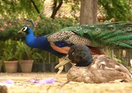 Aparecen tres pavos reales muertos en la guardería ubicada junto al Real Alcázar de Sevilla