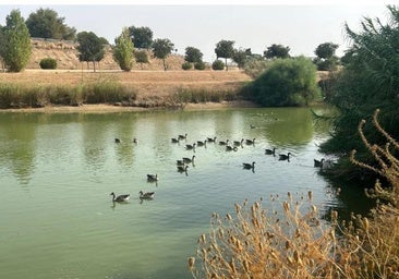 Aparece un cisne muerto en el parque de los Príncipes de Sevilla y otro en el de María Luisa