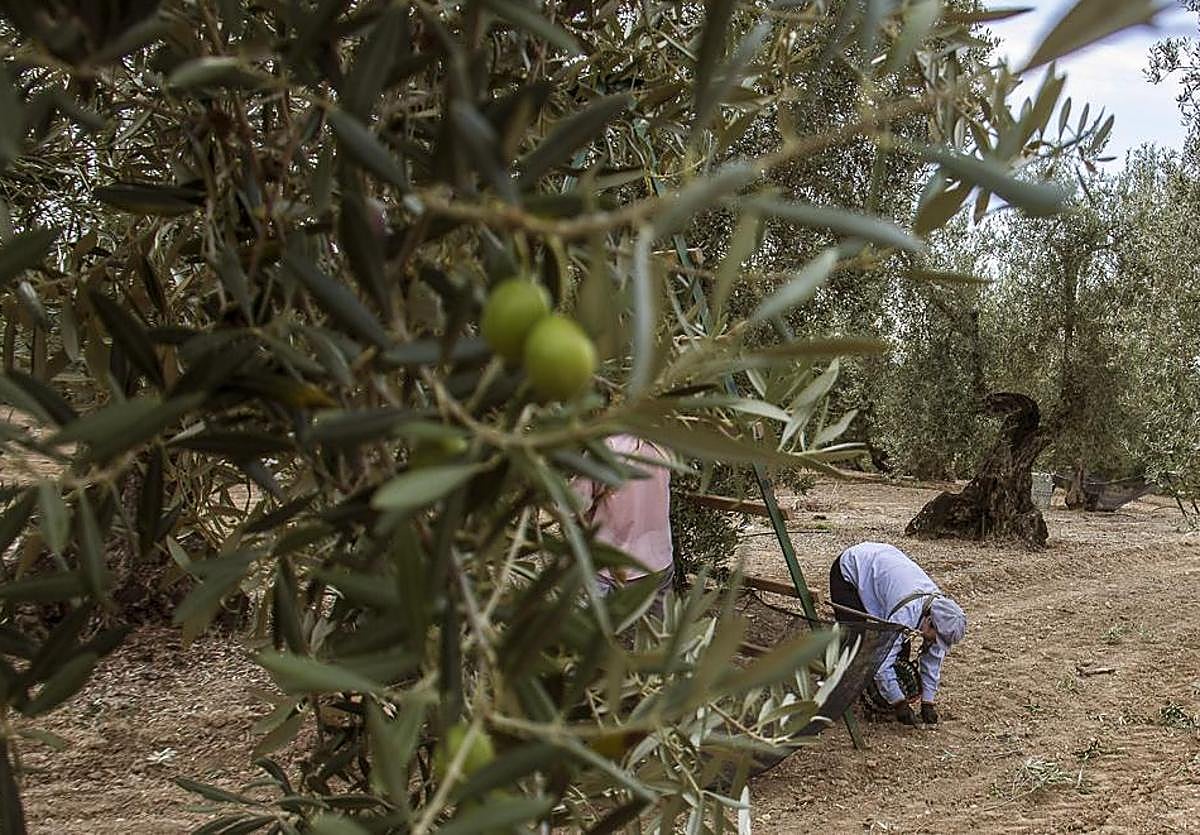 Foto de archivo de unos trabajadores de la aceituna