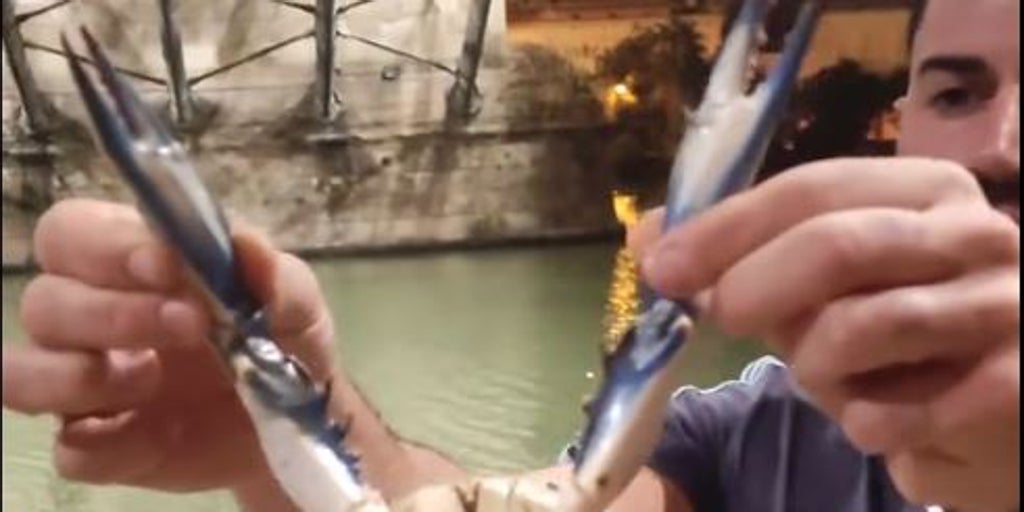 No son siluros: esta es la otra especie invasora que amenaza al Guadalquivir