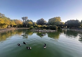 Aparecen otros dos gansos muertos en el Parque de los Príncipes de Sevilla