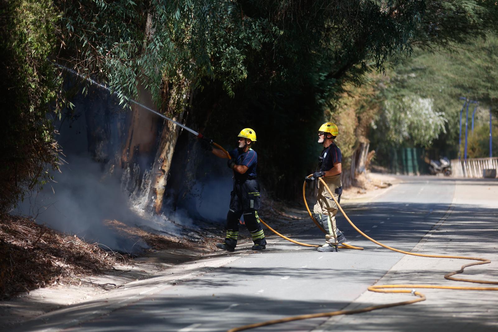 El incendio de la arboleda junto al Auditorio Rocío Jurado de la Cartuja, en imágenes