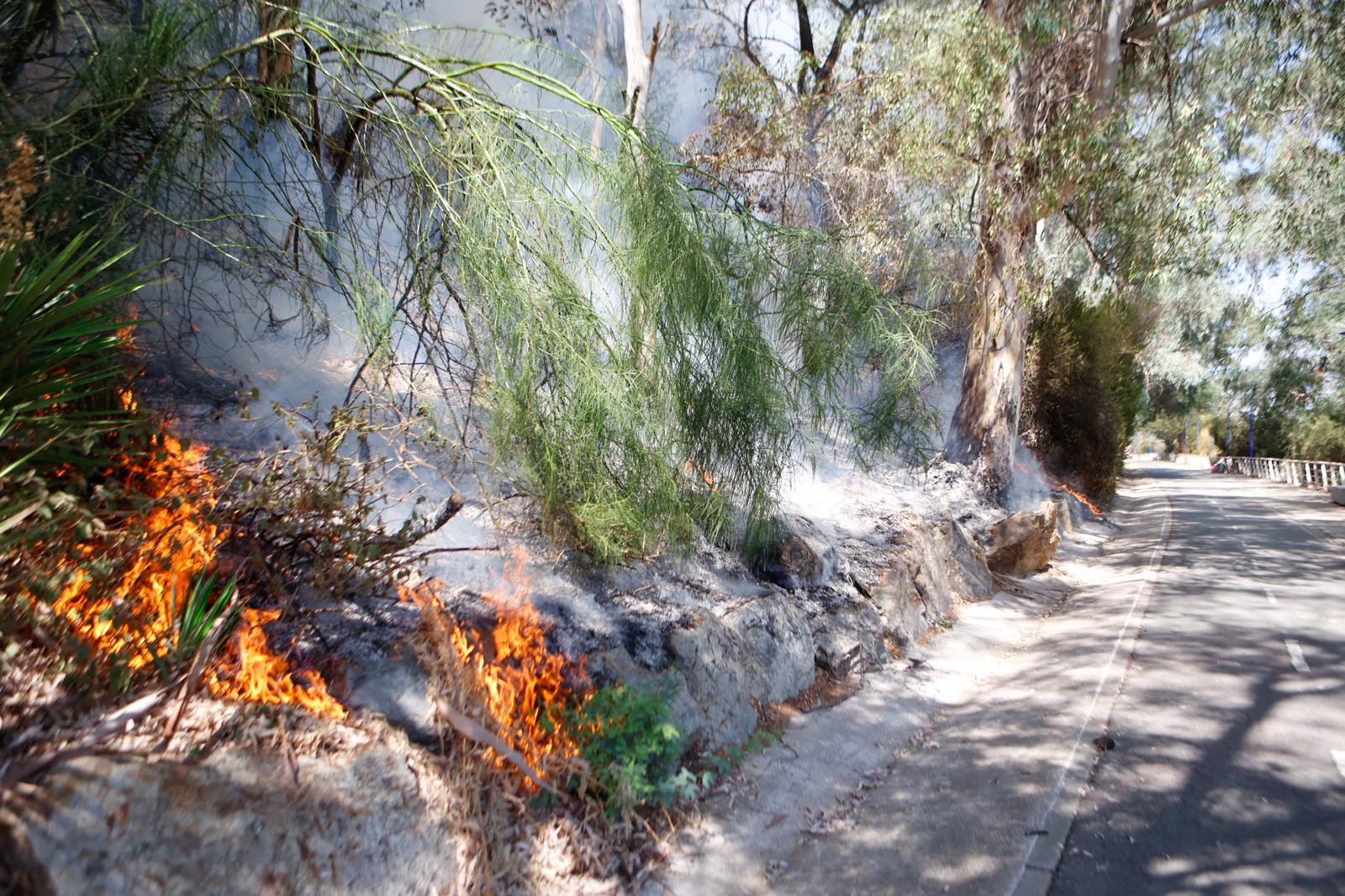 El incendio de la arboleda junto al Auditorio Rocío Jurado de la Cartuja, en imágenes