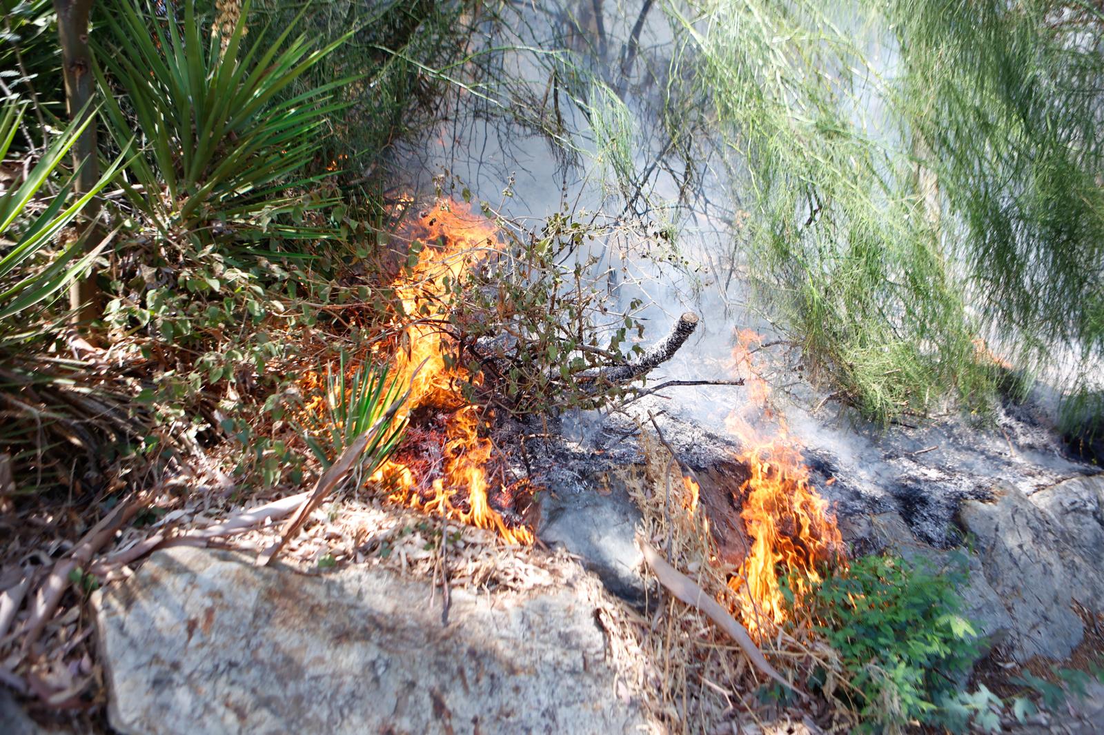 El incendio de la arboleda junto al Auditorio Rocío Jurado de la Cartuja, en imágenes