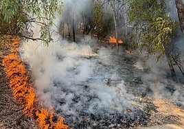 Sale ardiendo la arboleda junto al auditorio Rocío Jurado de la Cartuja